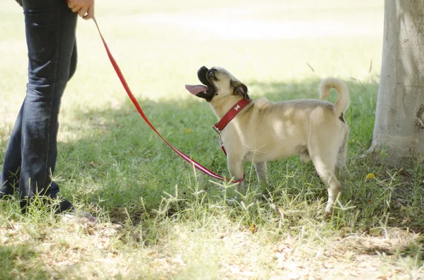 Cute pies mops na smyczy patrząc na jego właściciela — Zdjęcie stockowe