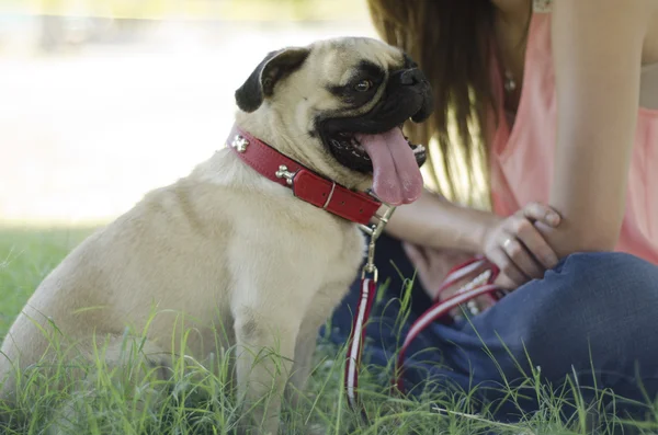 Милая собачка-мопс с владельцем в парке — стоковое фото