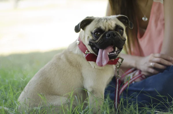 Cute pug dog with its owner at the park — Stock Photo, Image
