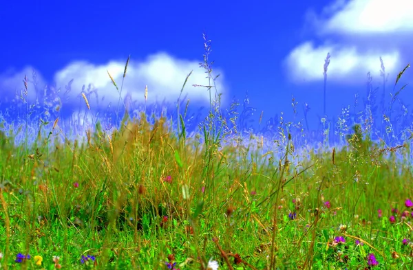 Травяное небо — стоковое фото