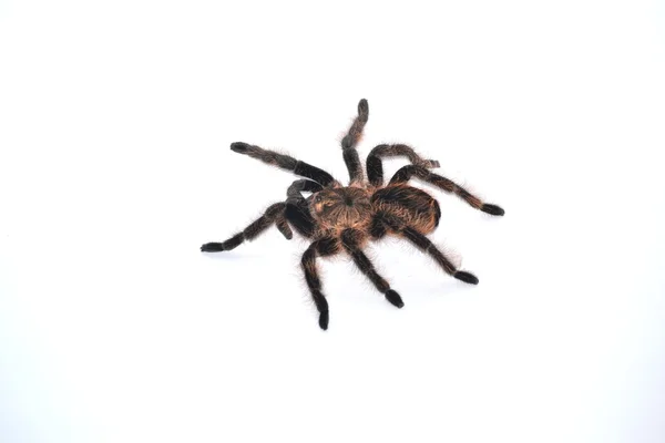 stock image Spider