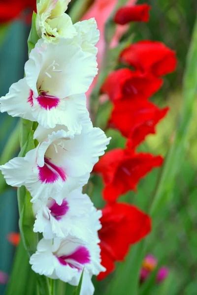 stock image Gladiolus