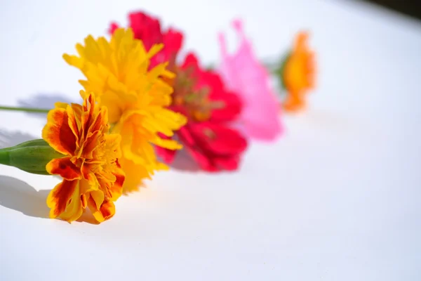 stock image Flowers