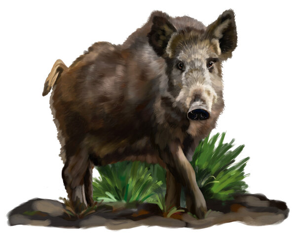 Wild boar