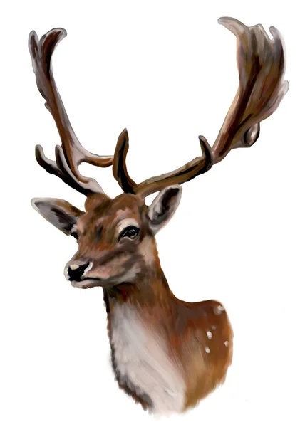 Träda deer_dama dama — Stockfoto
