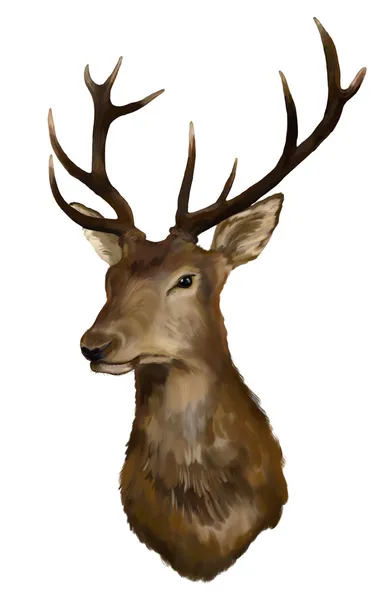 Deer op een witte achtergrond — Stockfoto