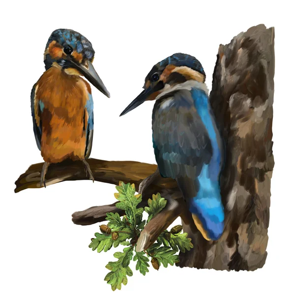 stock image Two kingfishers on a branch