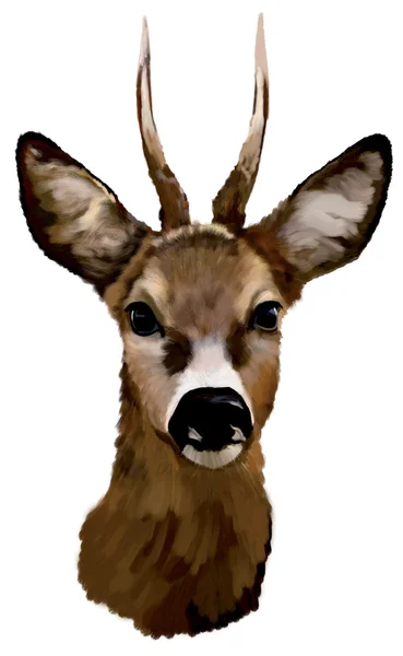Głowa jelenia na białym tle — Zdjęcie stockowe