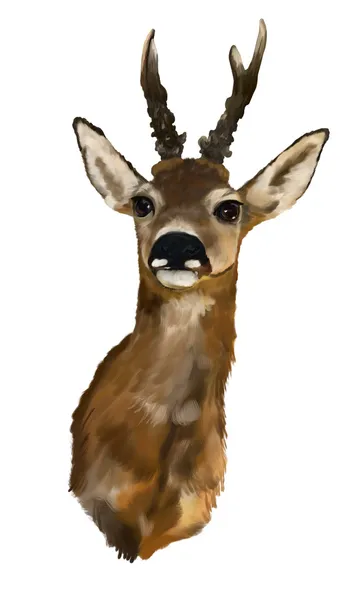 鹿头，白色背景 — 图库照片