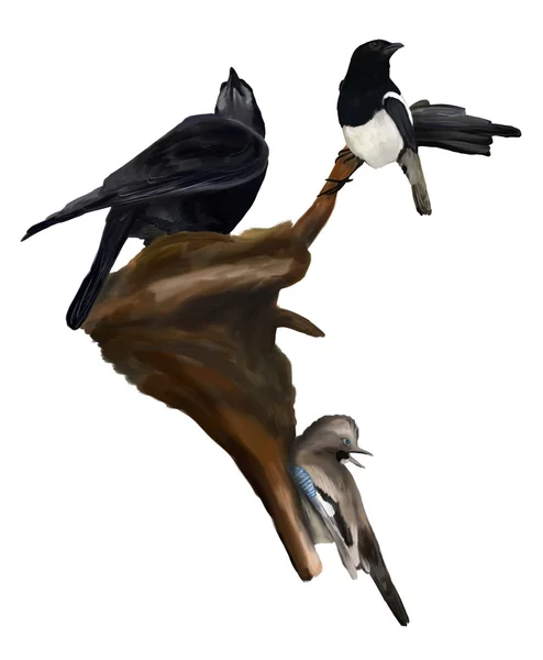 Magpie, corvo e gaio em uma árvore — Fotografia de Stock