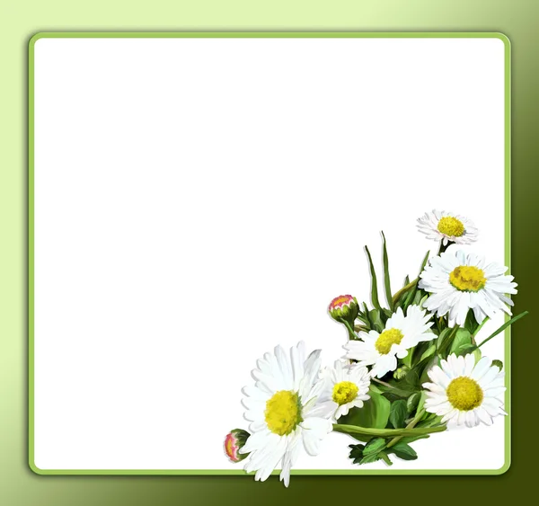 白い背景にデイジーの花束 — ストック写真