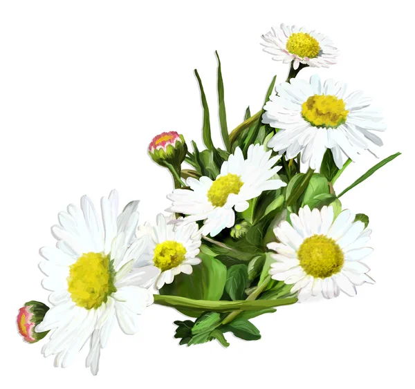 stock image Bouquet of daisies on a white background