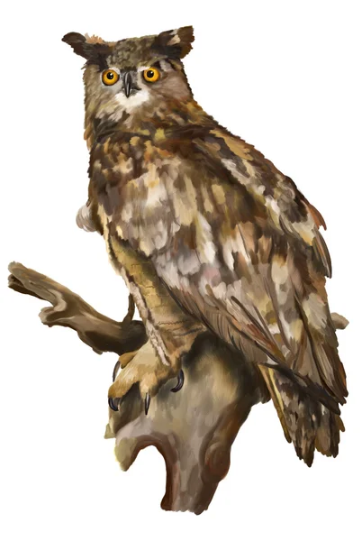 The owl sits on a branch on a white background Stock Image