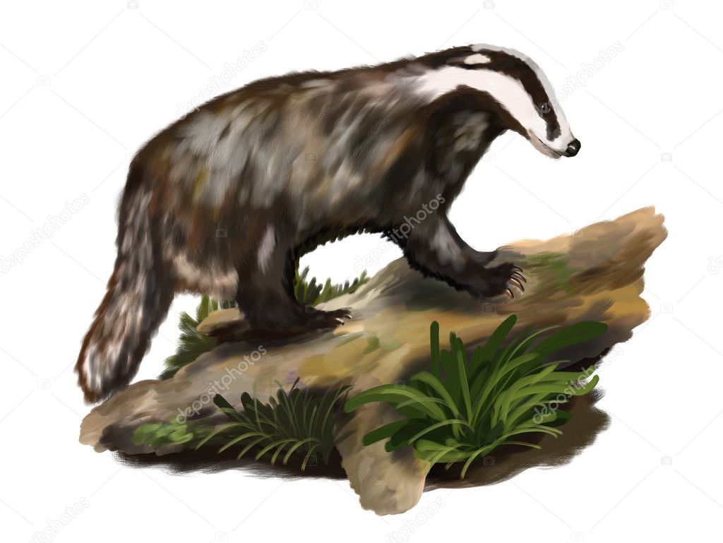 Badger on the trunk