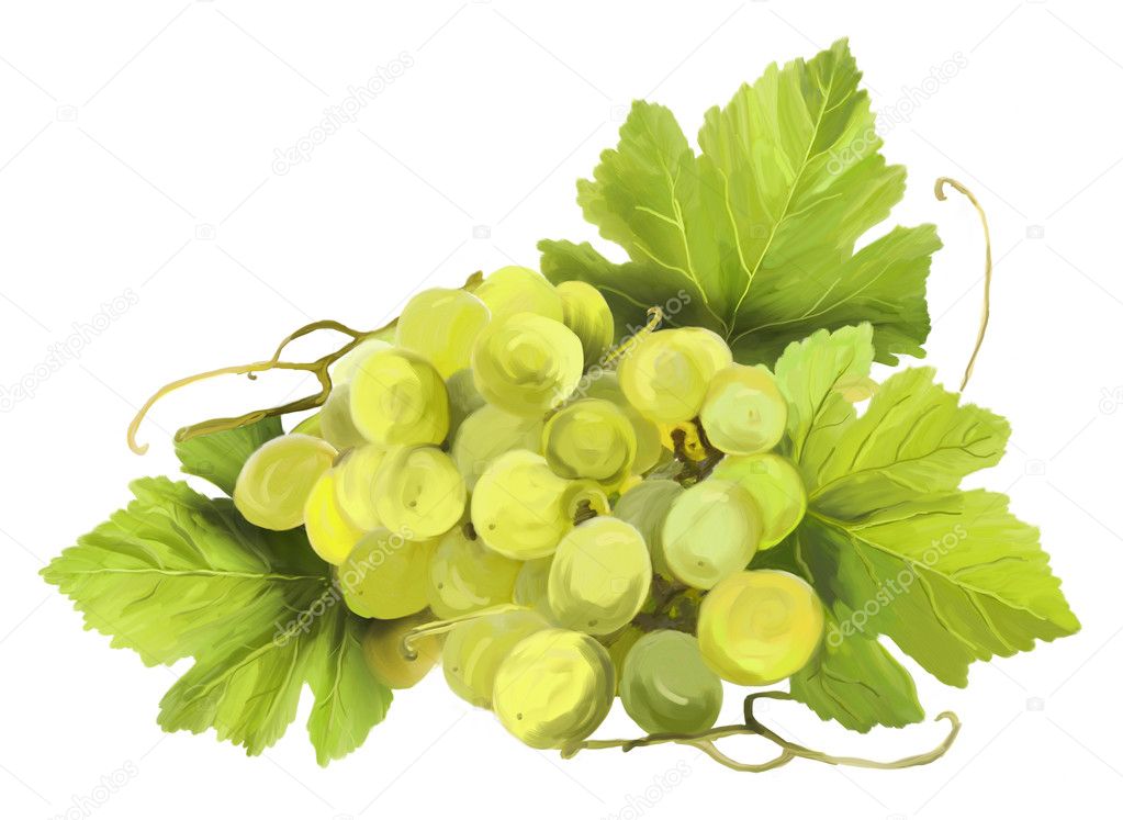 Tuft of white wine on a white background