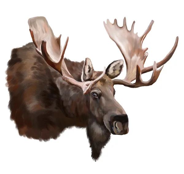 Moose op witte achtergrond — Stockfoto