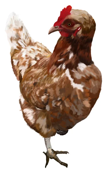 Tek ayak üstünde beyaz bir arka plan üzerinde tavuk — Stok fotoğraf