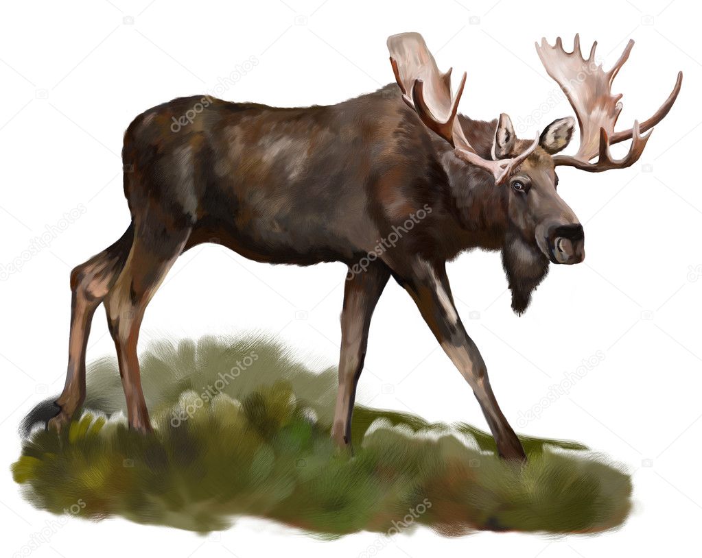 Moose on white background