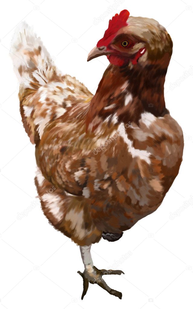 Chickens on one leg on a white background