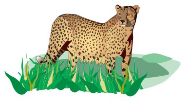 Spotted standing cheetah in the grass clipart