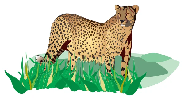 Benekli ayakta cheetah çim — Stok fotoğraf