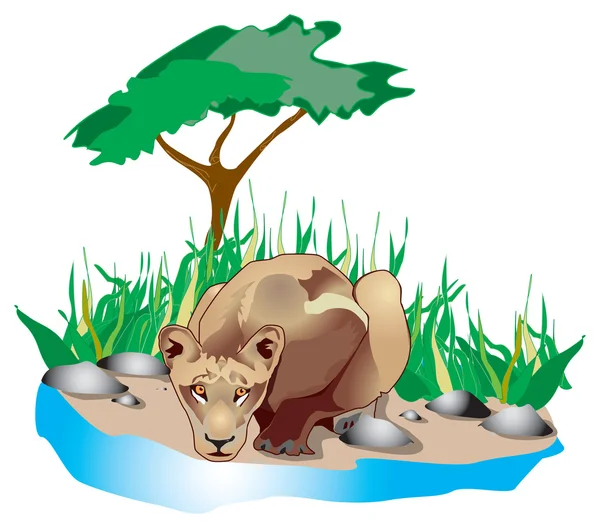 Kung lion dricka från waterholes — Stockfoto