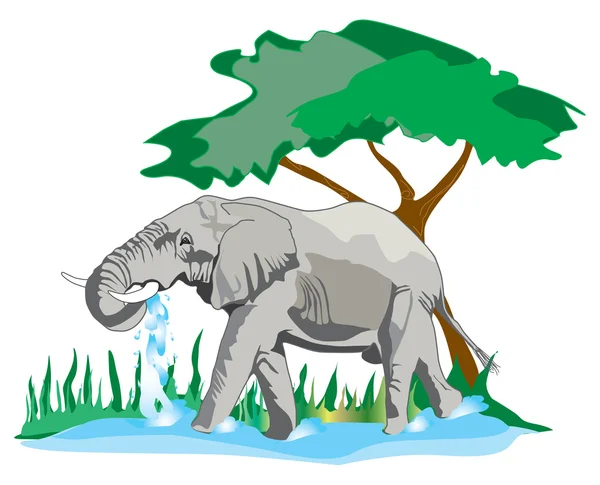 Elefant trinkt und badet — Stockfoto
