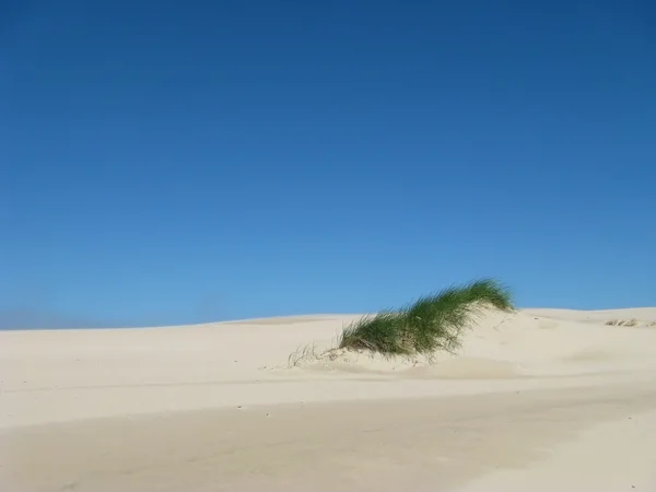 Пустыня Леба в Польше - отдых на песке — стоковое фото