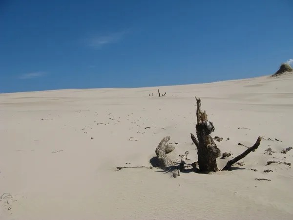 O deserto Leba na Polônia - férias na areia — Fotografia de Stock
