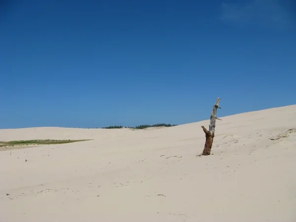 Έρημο Leba στην Πολωνία - διακοπές στην άμμο — Φωτογραφία Αρχείου