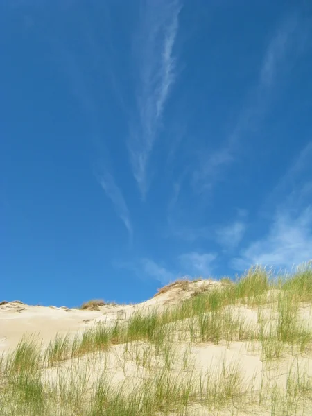 Tráva v pouštním písku s oblohou — Stock fotografie