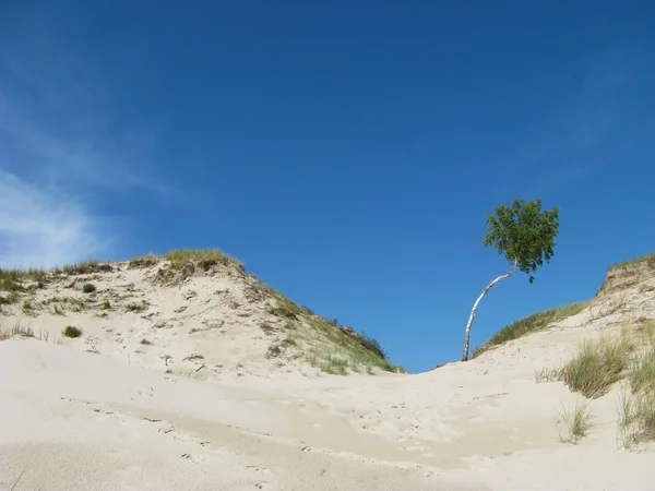 Il deserto Leba in Polonia - vacanza nella sabbia — Foto Stock