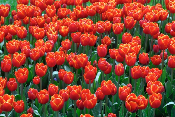 stock image Tulips