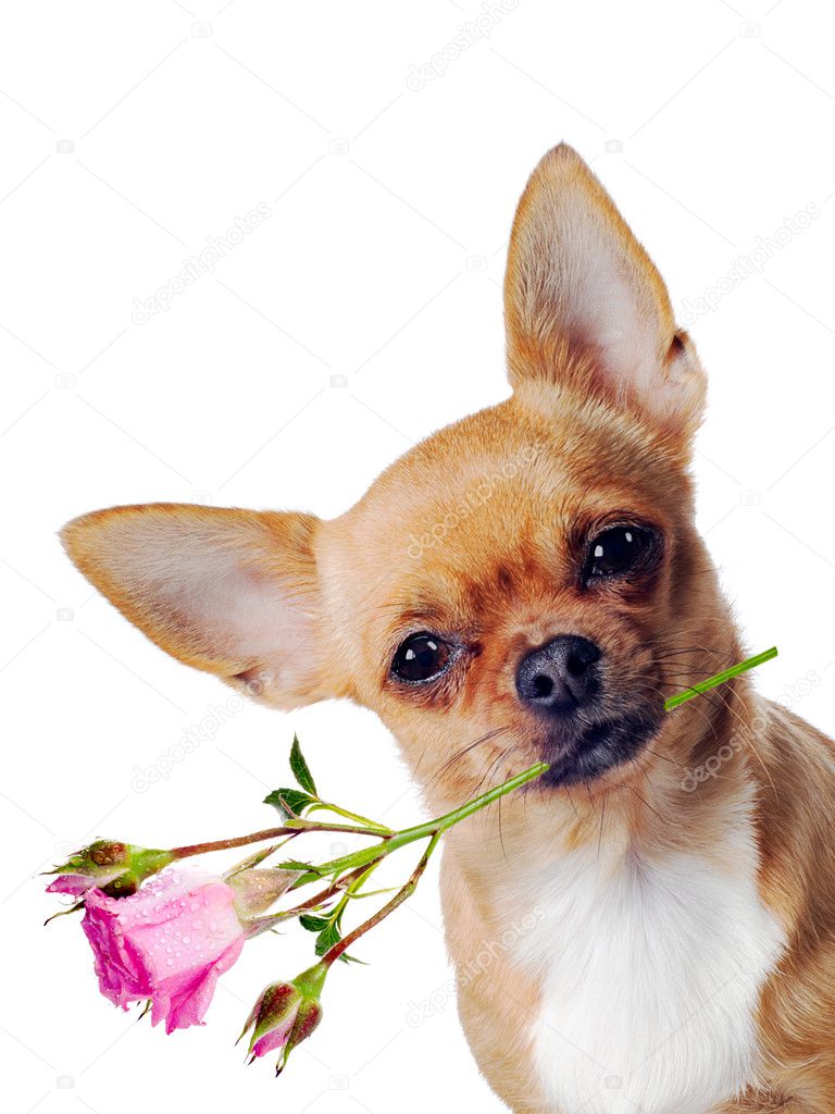 333 Happy Birthday Chihuahua Stock Photos Free Royalty Free Happy Birthday Chihuahua Images Depositphotos