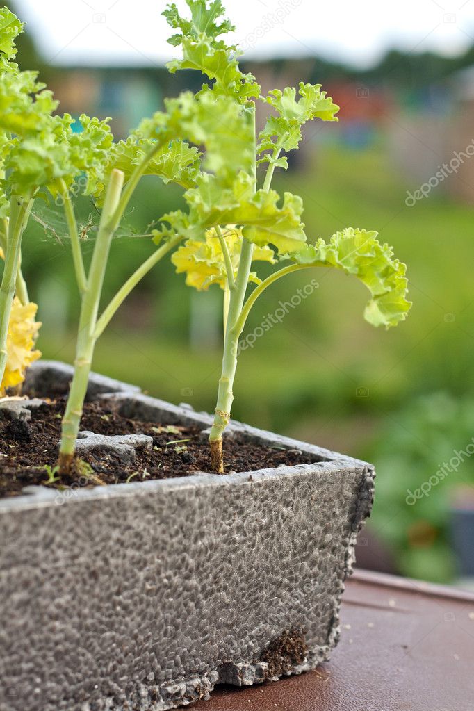 kale seedlings falling over kale seedlings falling over