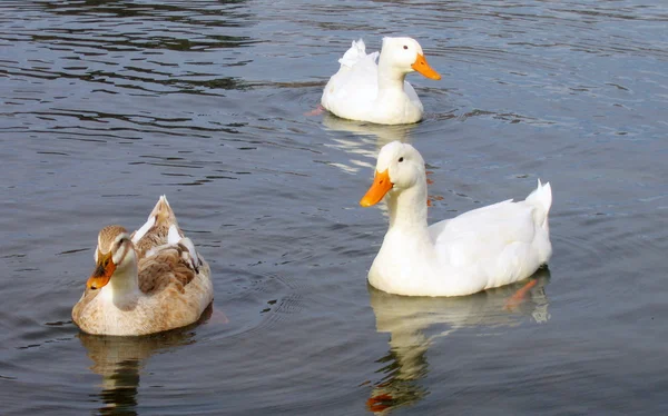 Patos nadando Imagem De Stock