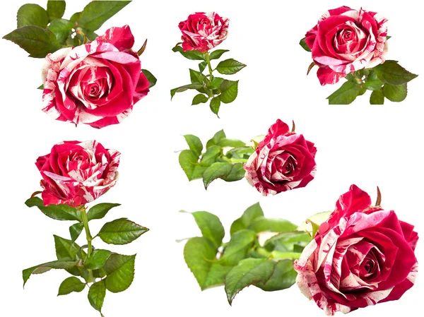 A collage of roses. — Stock Photo, Image