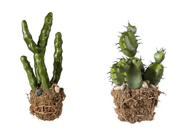 Collage con cactus — Foto de Stock