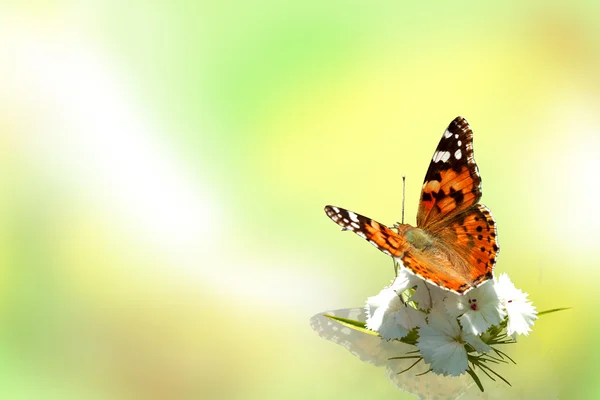 꽃 위에 나비 스톡 이미지