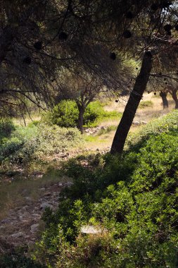 yol çam ağaçları altında