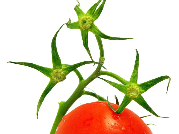 Primer plano del tomate —  Fotos de Stock