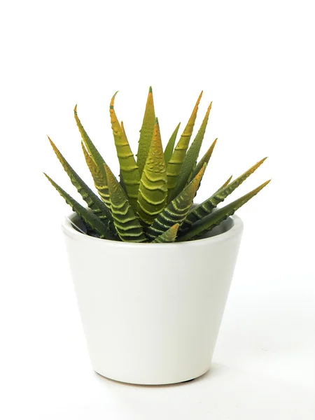 Aloe vera cactus — Stock Photo, Image