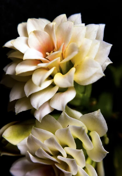 Květina, dahlia makro natáčení — Stock fotografie