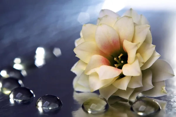 Dahlie, schöner Blumenhintergrund — Stockfoto
