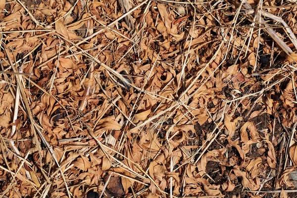 stock image Dry leaves and grasses