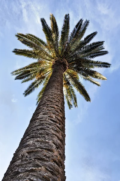 stock image Palm Tree