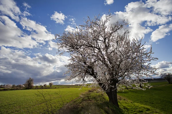 ब्लोसमसह अल्मंड वृक्ष — स्टॉक फोटो, इमेज