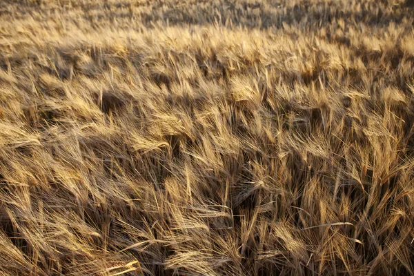Крупный план зернового поля — стоковое фото