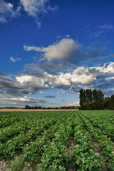 Landscape planting potatoes — Stock Photo, Image