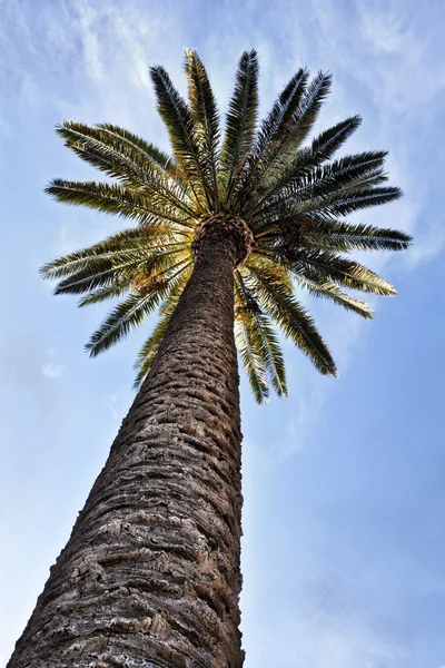 Дерево пальми Стокове Зображення